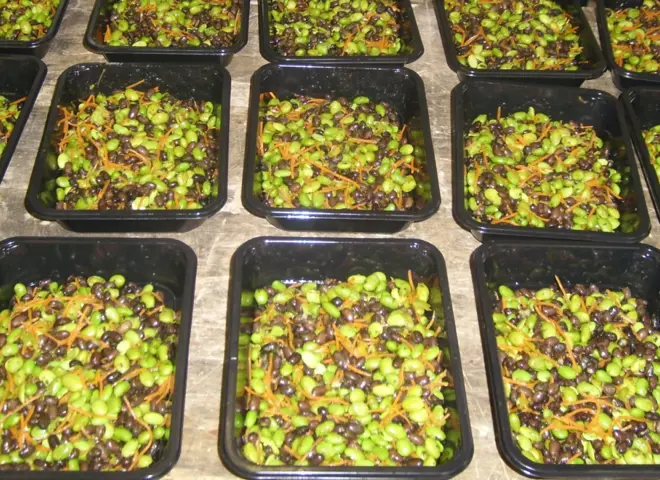 Leonhardt SD til at dosere og fylde salat i bakker og emballage - doseringsmaskine til at dosere fødevarerprodukt i emballage - dosering af kød, og andre fødevarer - kaldes også fyldeanlæg og fyldemaskiner.