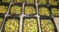 Leonhardt SD til at dosere og fylde salat i bakker og emballage - doseringsmaskine til at dosere fødevarerprodukt i emballage - dosering af kød, og andre fødevarer - kaldes også fyldeanlæg og fyldemaskiner.